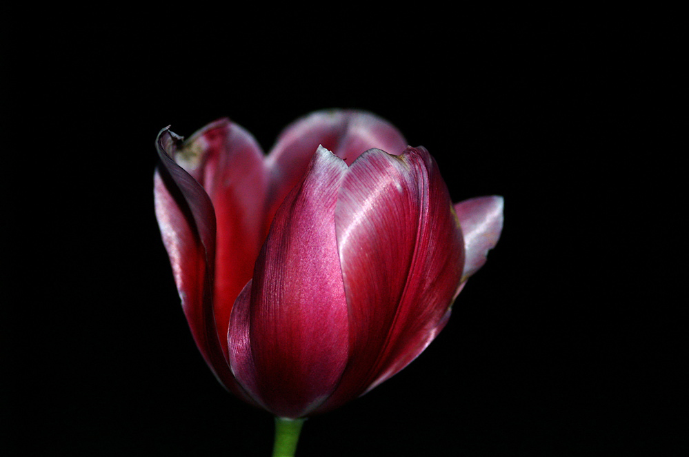 tulipano notturno
