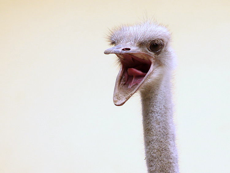 Te lo avevo detto che ti avrei beccato!