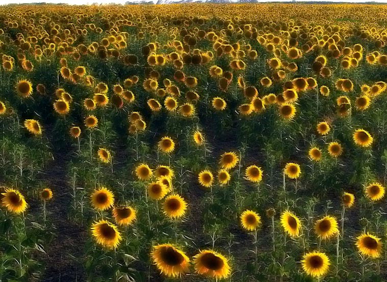 sunflowers