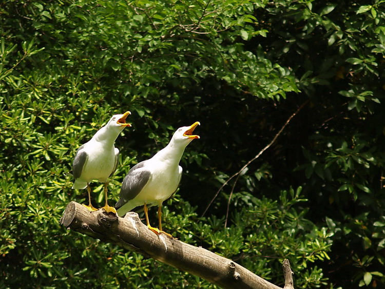 Chi non urla in compagnia...