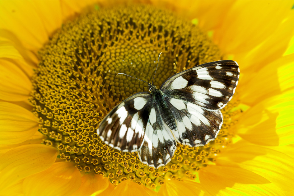 galatea nel girasole