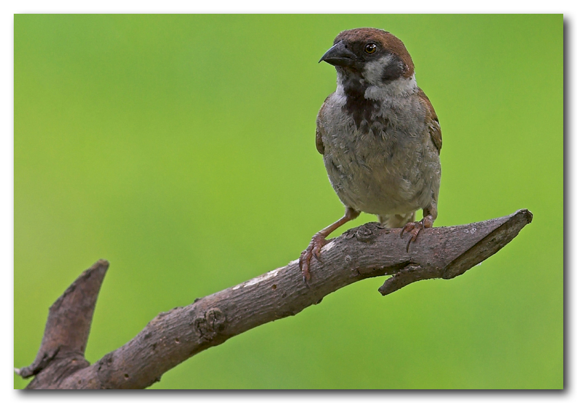 aspettando Del Piero