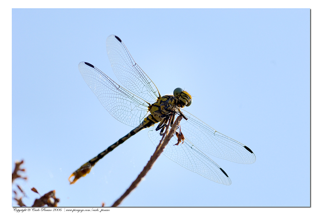 Libellula su un ramo
