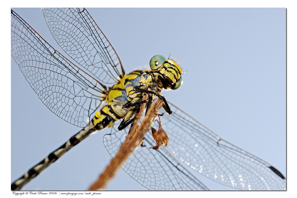 Libellula su ramo