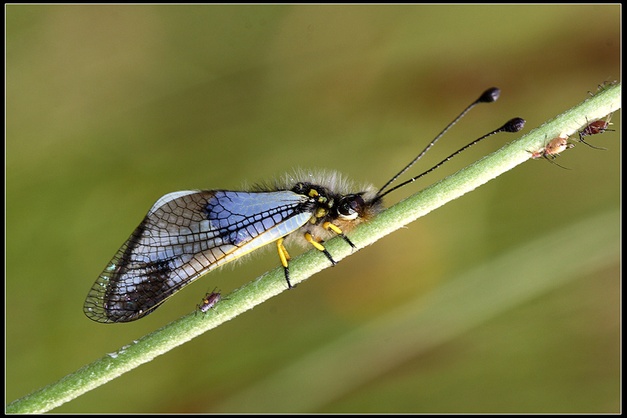 Libelloides coccaius