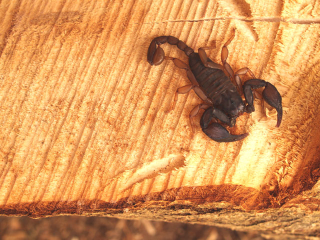 Euscorpius italicus