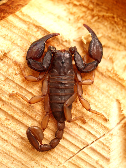 Ancora Euscorpius...
