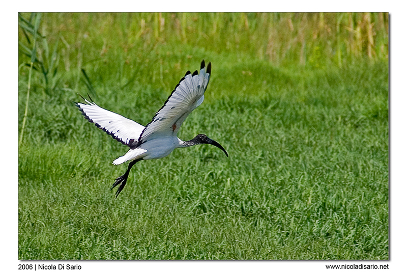 Ibis Sacro (in volo)