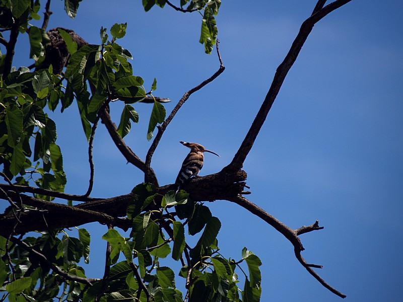 capitato in giardino (upupa)