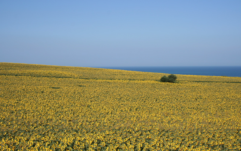 Prato di Girasoli