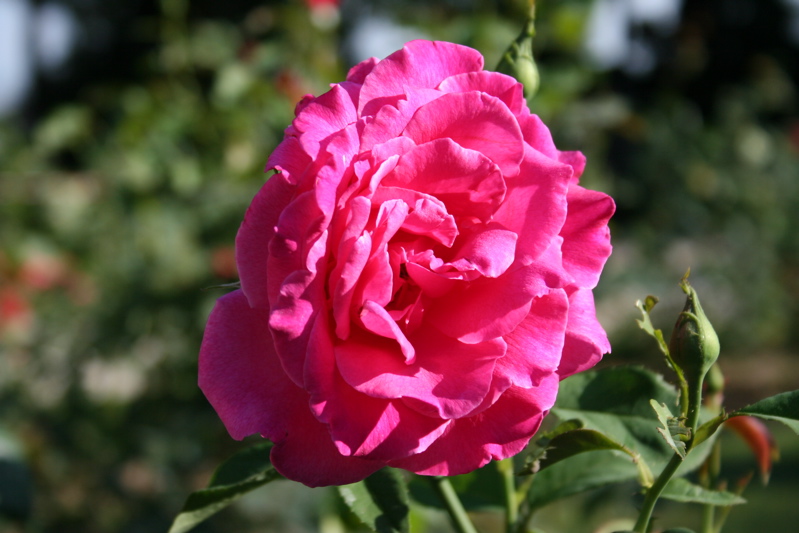 Rosa
