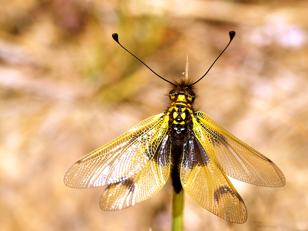 Libelloides Coccajus