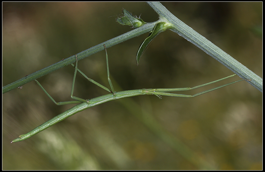 Mimetismo animale (insetto stecco)