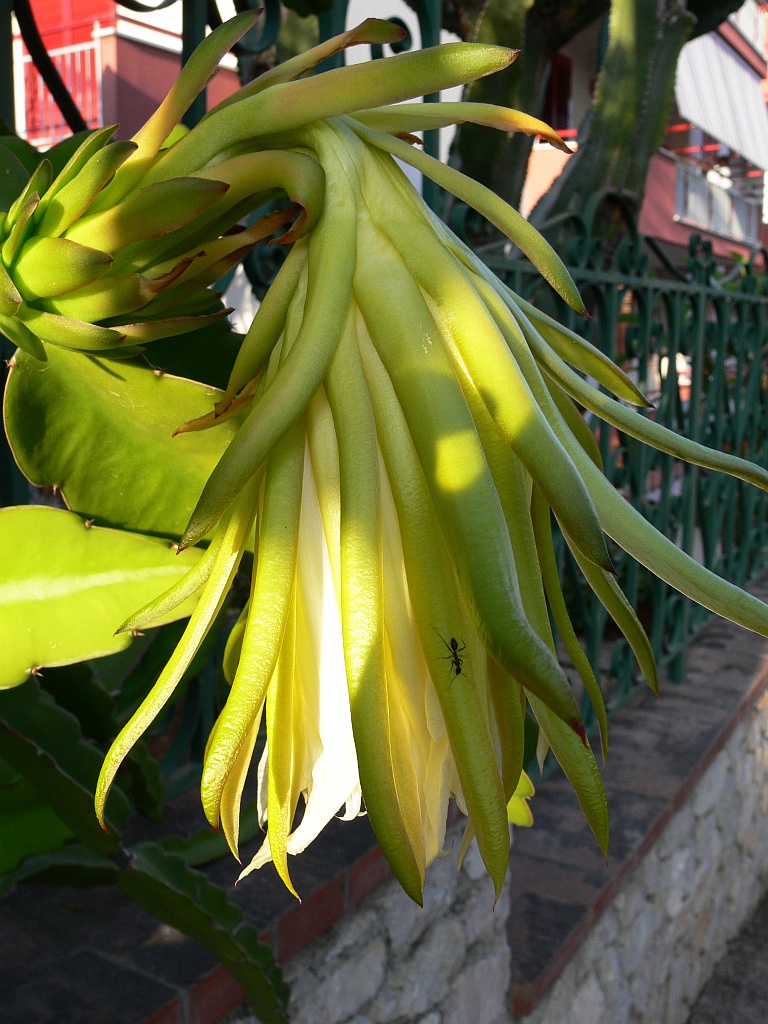 FIORE ALIENO CON OSPITE...