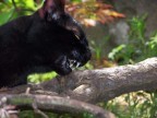 Gatto o Pantera? Gatto o Pantera?