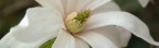 Fiore misterioso Fiore misterioso