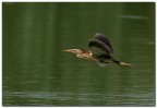 Tarabusino in volo Tarabusino in volo