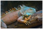 Iguana Iguana