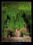 Hedera Hedera