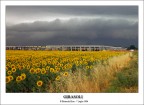 Girasoli!