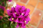 Fiore Fiore