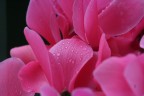 acqua rosa acqua rosa
