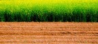 Fasce di colore Fasce di colore