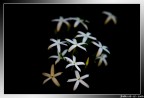 "Stelle" "Stelle"