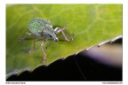 Phyllobius Roboretanus Phyllobius Roboretanus