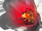 un fiore.. un fiore..