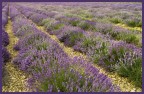 Campo di lavanda 2 Campo di lavanda 2