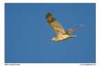 Nitticora giovincella in volo Nitticora giovincella in volo