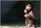 Cucciolo Cucciolo