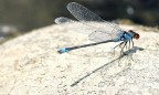 libellula