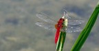 libellula rossa