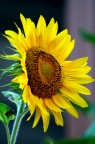 girasole