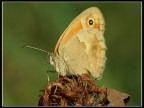 Coenonympha pamphilus