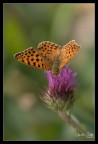 Arginnis Paphia Arginnis Paphia