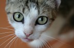Capillari felinei Capillari felinei