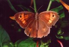 Farfalla Farfalla