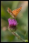 Issoria lathonia Issoria lathonia