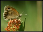 Coenonympha pamphilus su fiore
