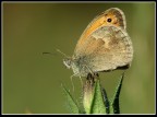 Piccante punto di vista (Coenonympha pamphilus) Piccante punto di vista (Coenonympha pamphilus)
