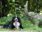 il mio cucciolo "Asso", uno splendido bovaro del bernese di 7 anni che mi ha lasciato...