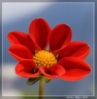 dalia dalia