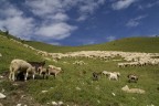 Gregge sul monte Grappa Gregge sul monte Grappa