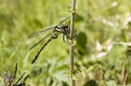 libellula