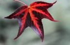 autumn in red autumn in red