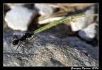 Formica forzuta