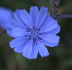 Fiore azzurro Fiore azzurro